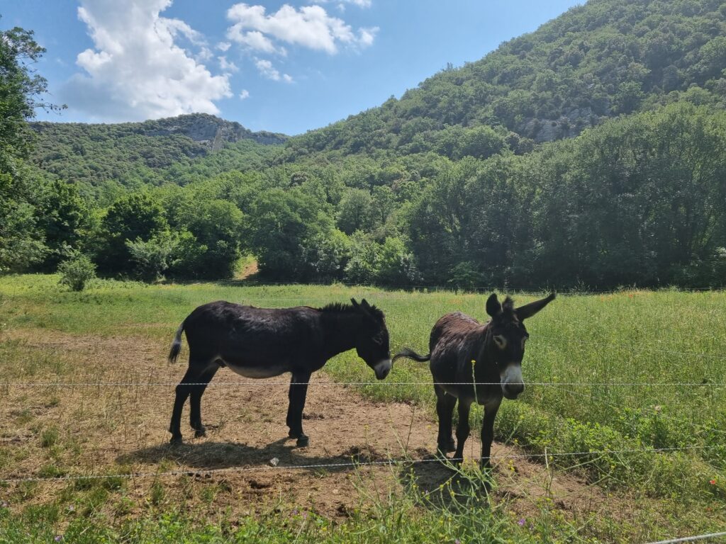 Esel im Luberon